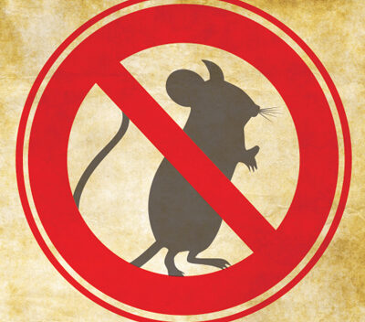 Meerut Pest Control Service