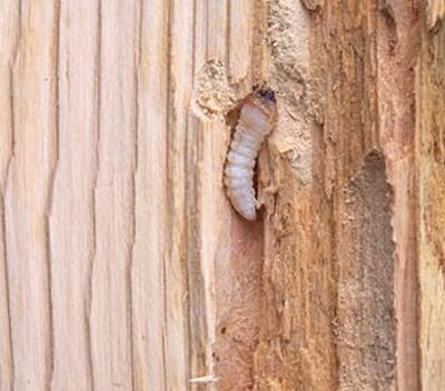 Meerut Pest Control
